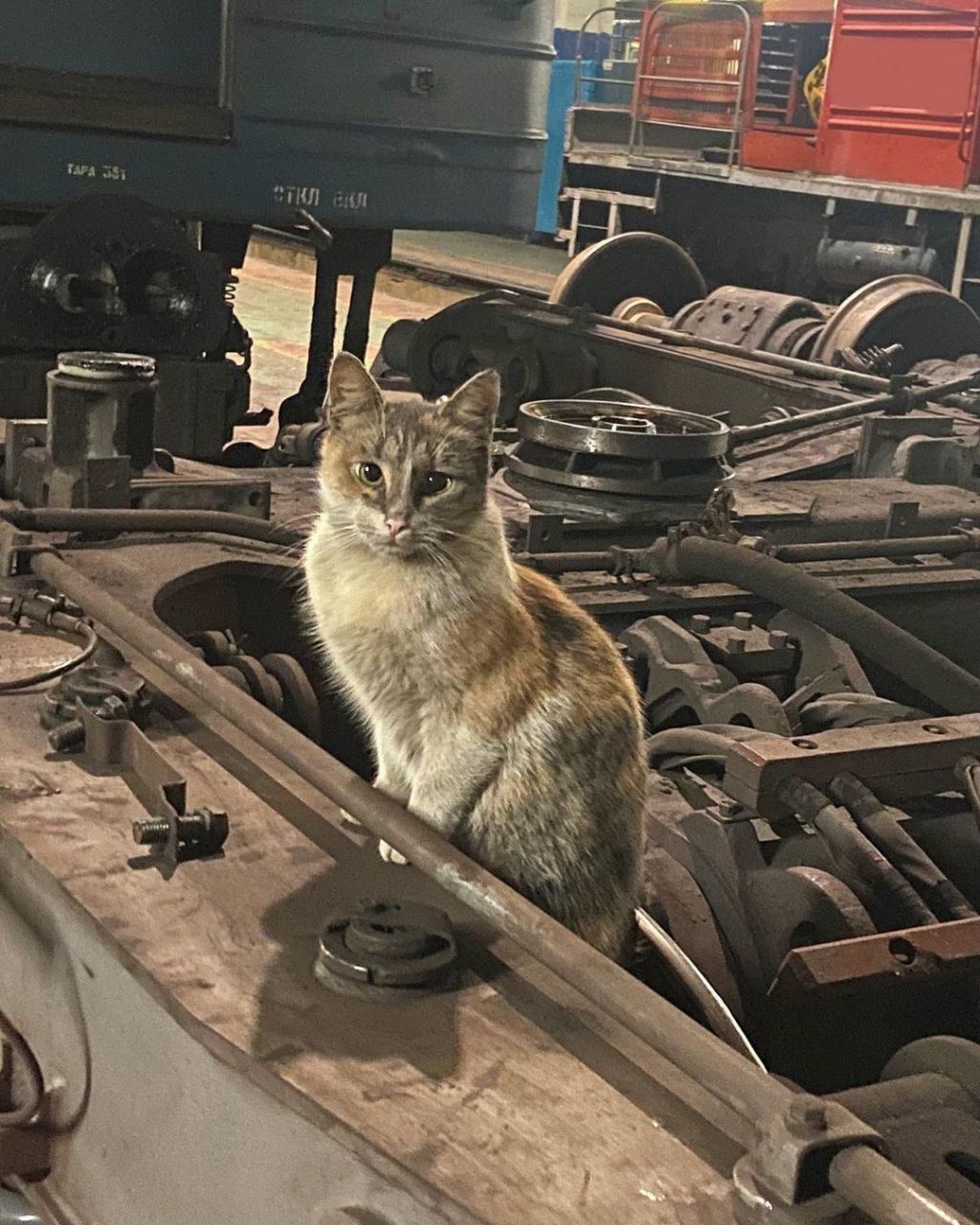 Котик на заводе мем