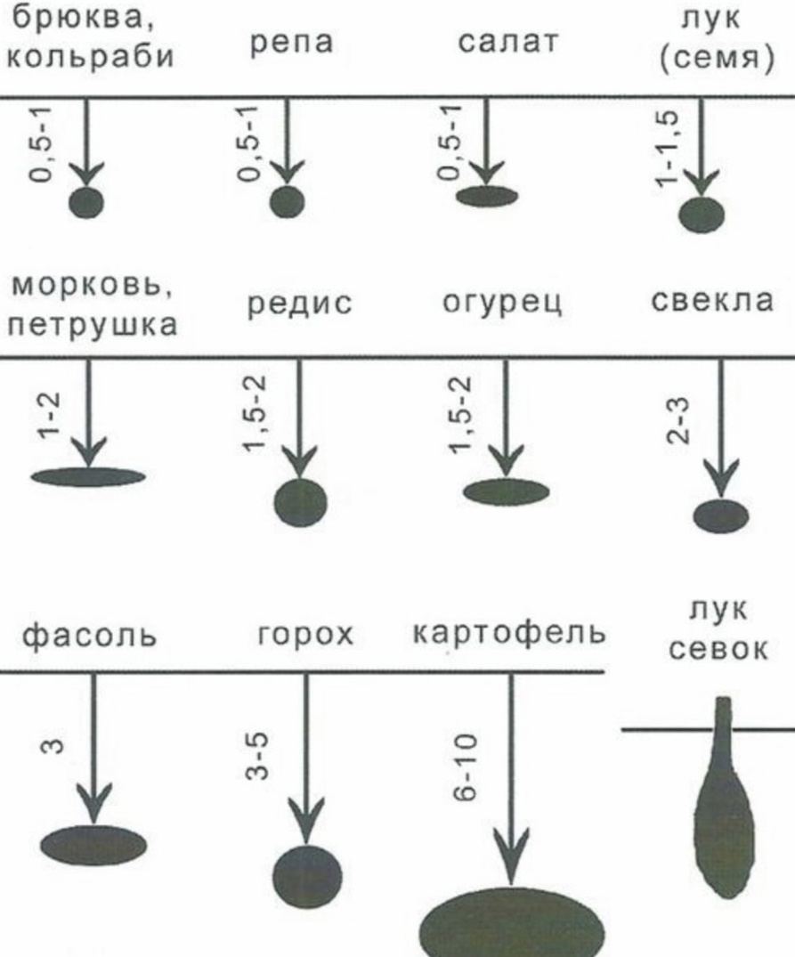 Схема посадки кабачков в открытом грунте расстояние между рядами и в ряду