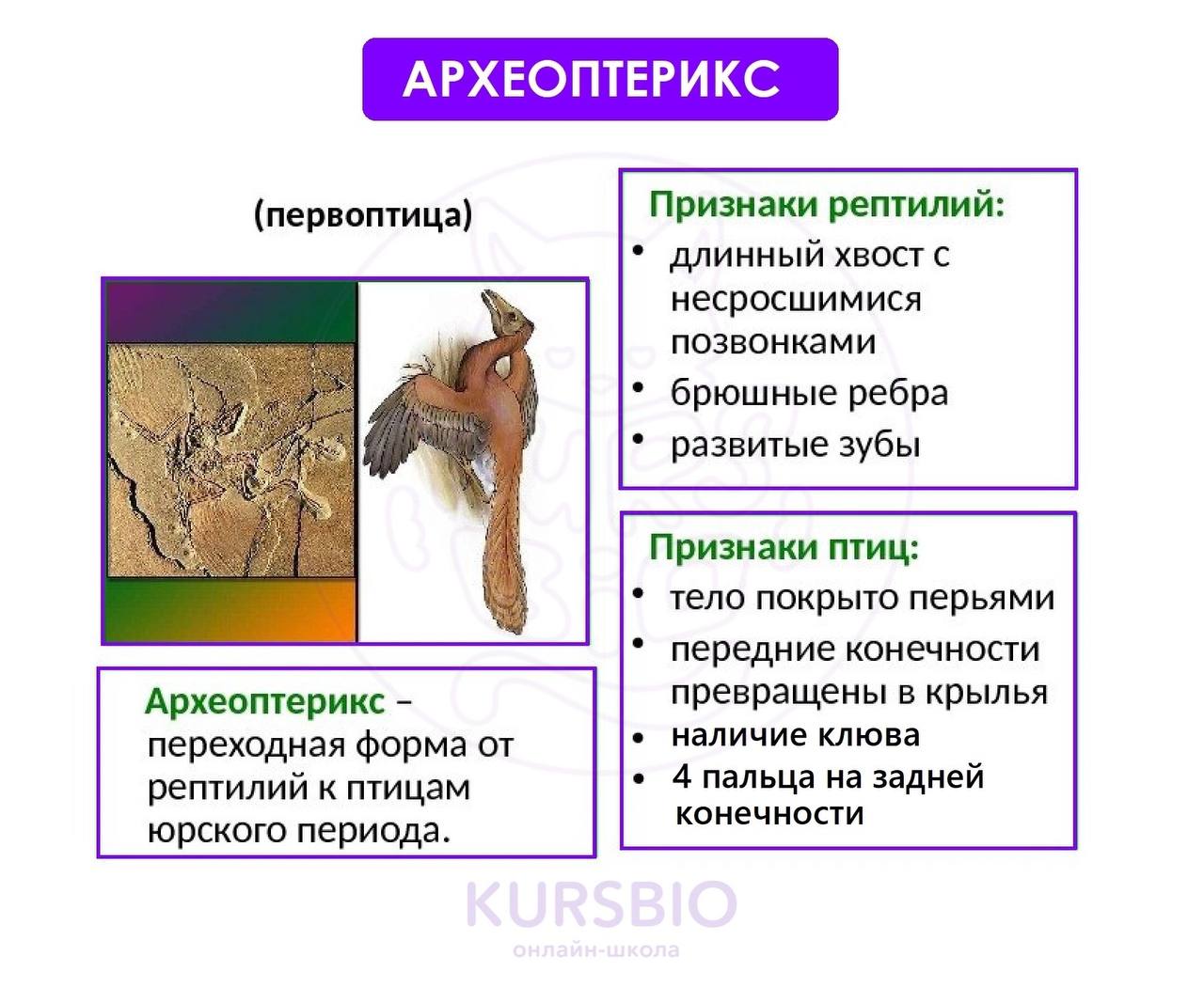 Сходные признаки птиц и пресмыкающихся. Археоптерикс таблица. Переходная форма от пресмыкающихся к птицам. Археоптерикс рептилии и птицы таблица. Характеристика археоптерикса таблица.