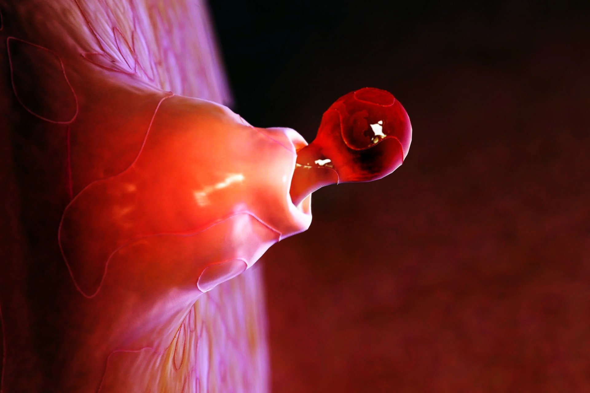 Овуляция губы. Овулирующая яйцеклетка. Яйцеклетка при овуляции. Выход яйцеклетки из яичника. Оплодотворение женщины.