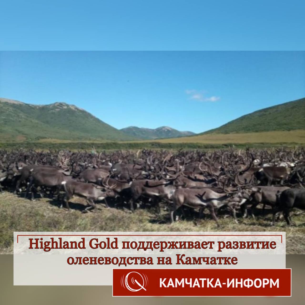 Highland gold