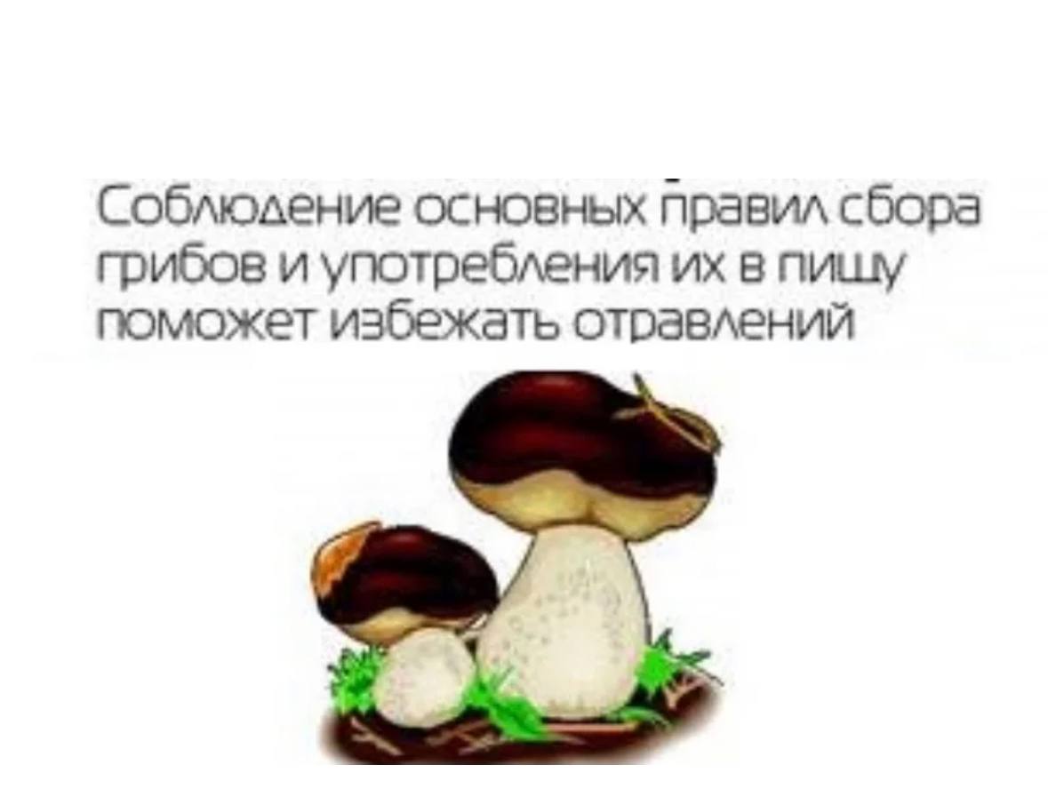 Плакат для грибников об опасности отравления ядовитыми грибами рисунки 6 класс биология