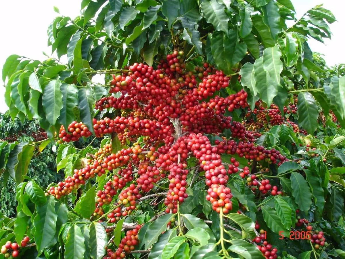 Дерево Coffea eugenioides