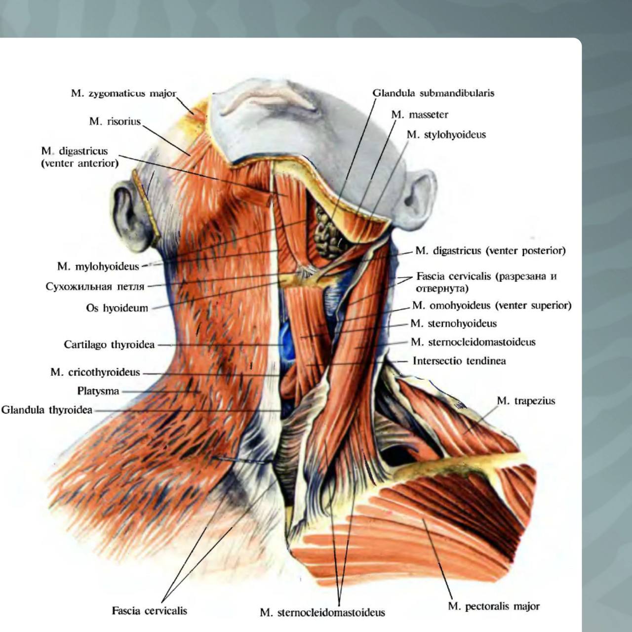 Мышцы шеи анатомия сзади с названиями
