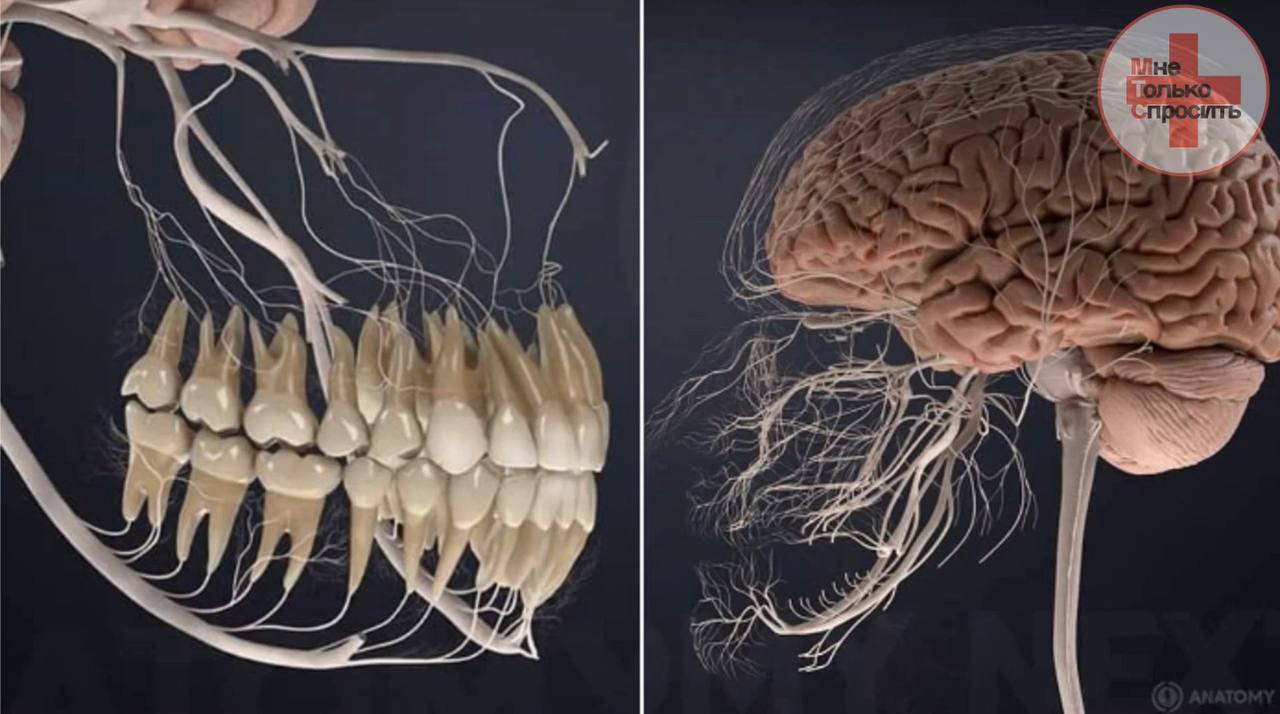 Нервная система зубов человека