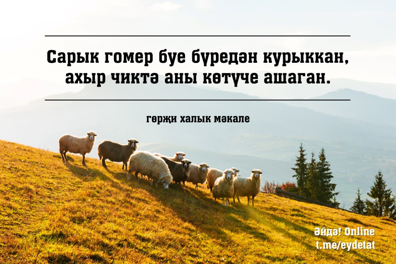 Всю жизнь овца волков. Всю жизнь овца Волков боялась а съел. Овца боялась волка а съел ее пастух. Овцы боялись волка.