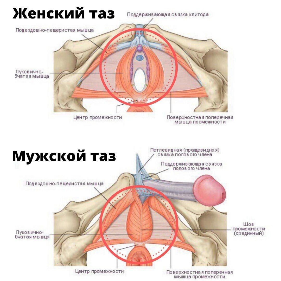 Строение Женского Влагалища Фото