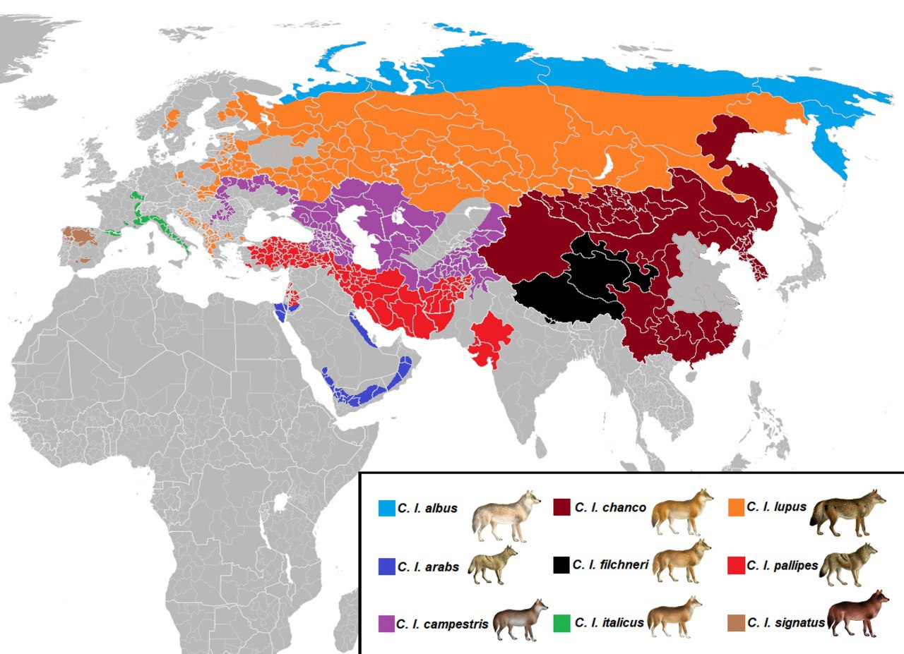 Ареал рыси в россии карта