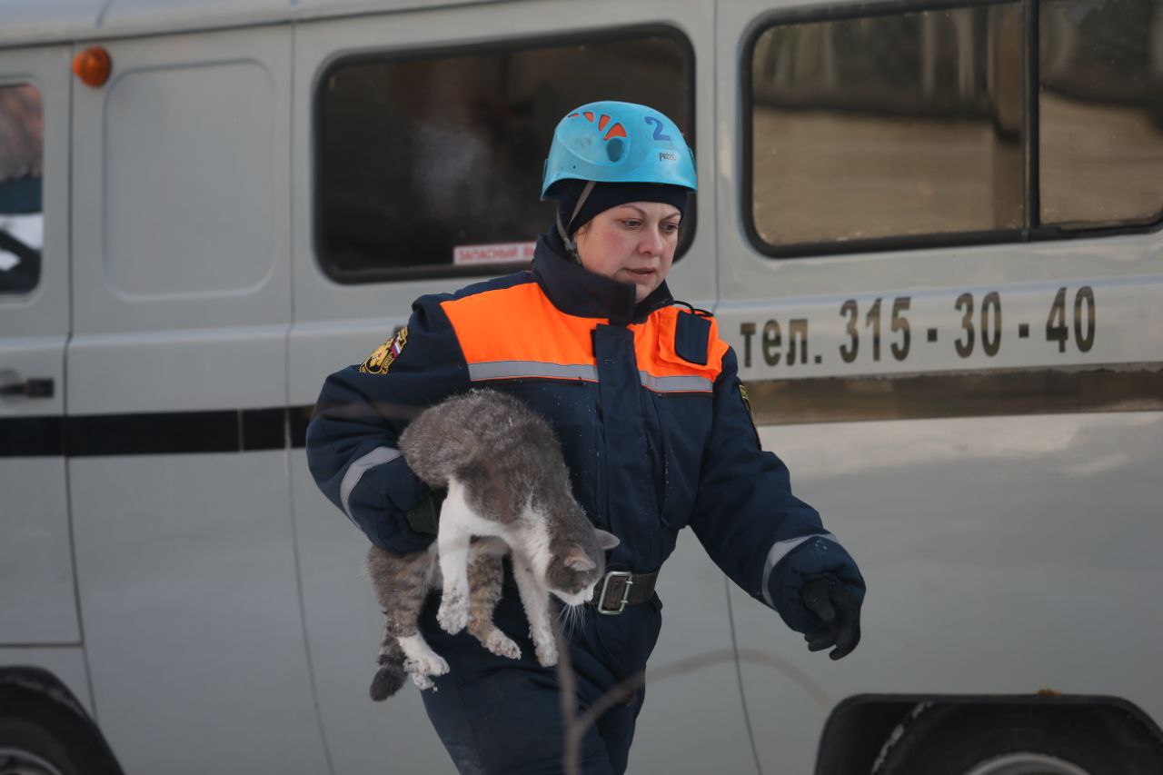 Спасение из завалов. Животные спасатели. Кот спасатель. Животные в МЧС.