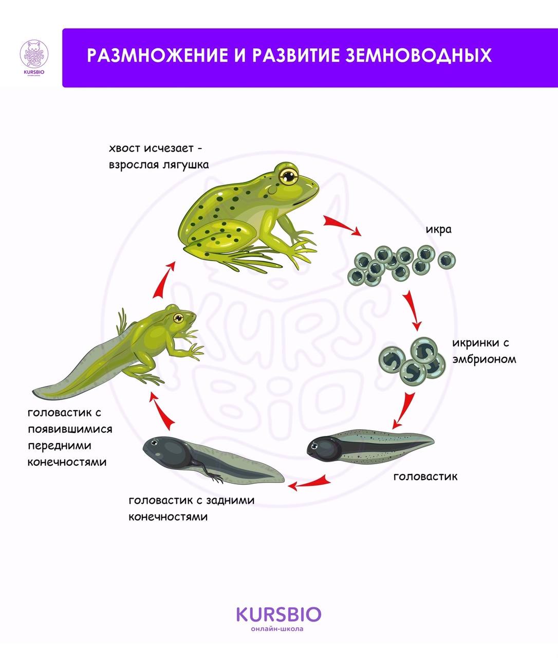 Земноводное по составу