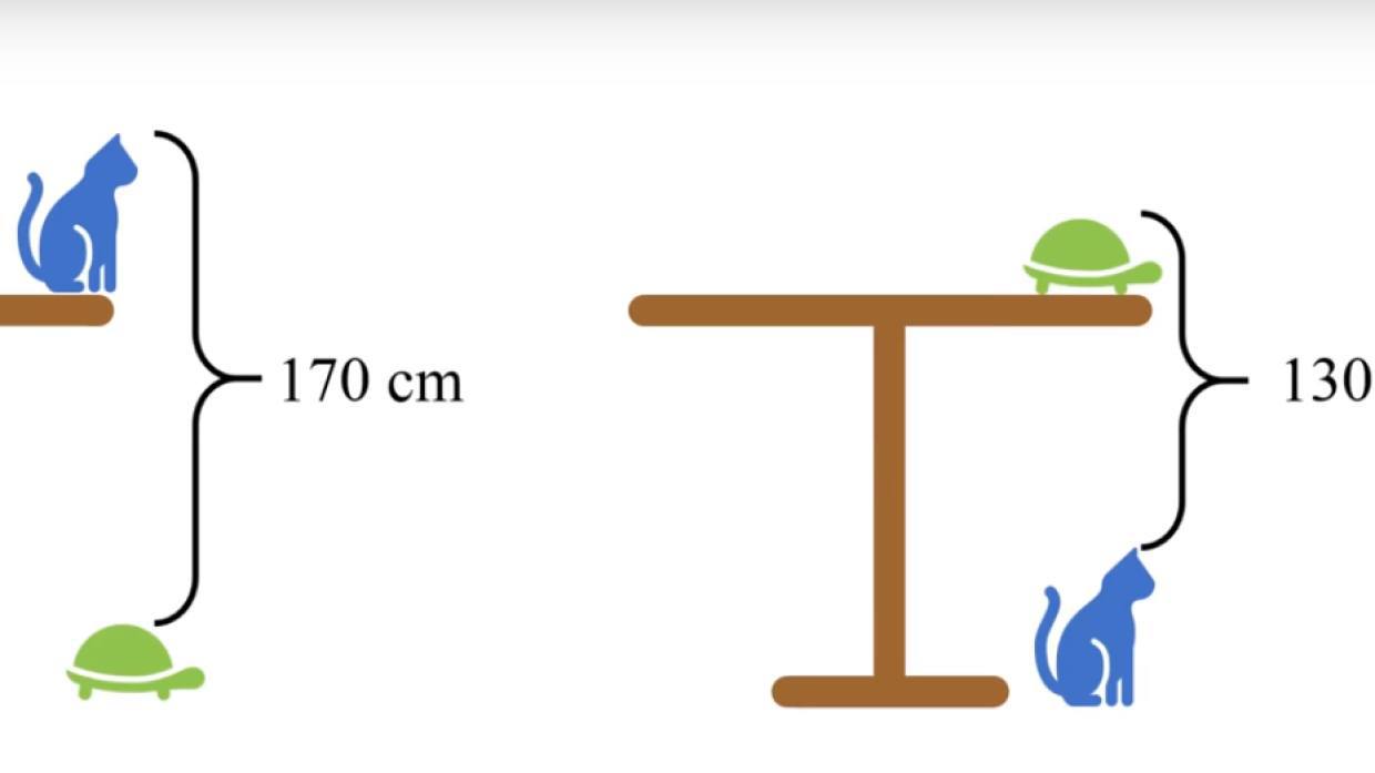 задача про стол черепаху и кошку