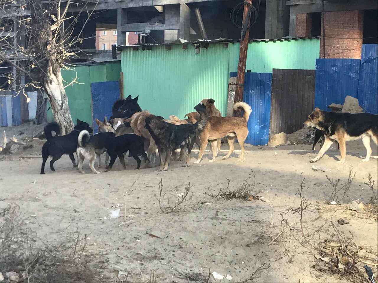 Собаки в улан удэ. Бродячие собаки Улан-Удэ. Улан-Удэ собаки безнадзорные. Стая бродячих собак в Улан-Удэ.