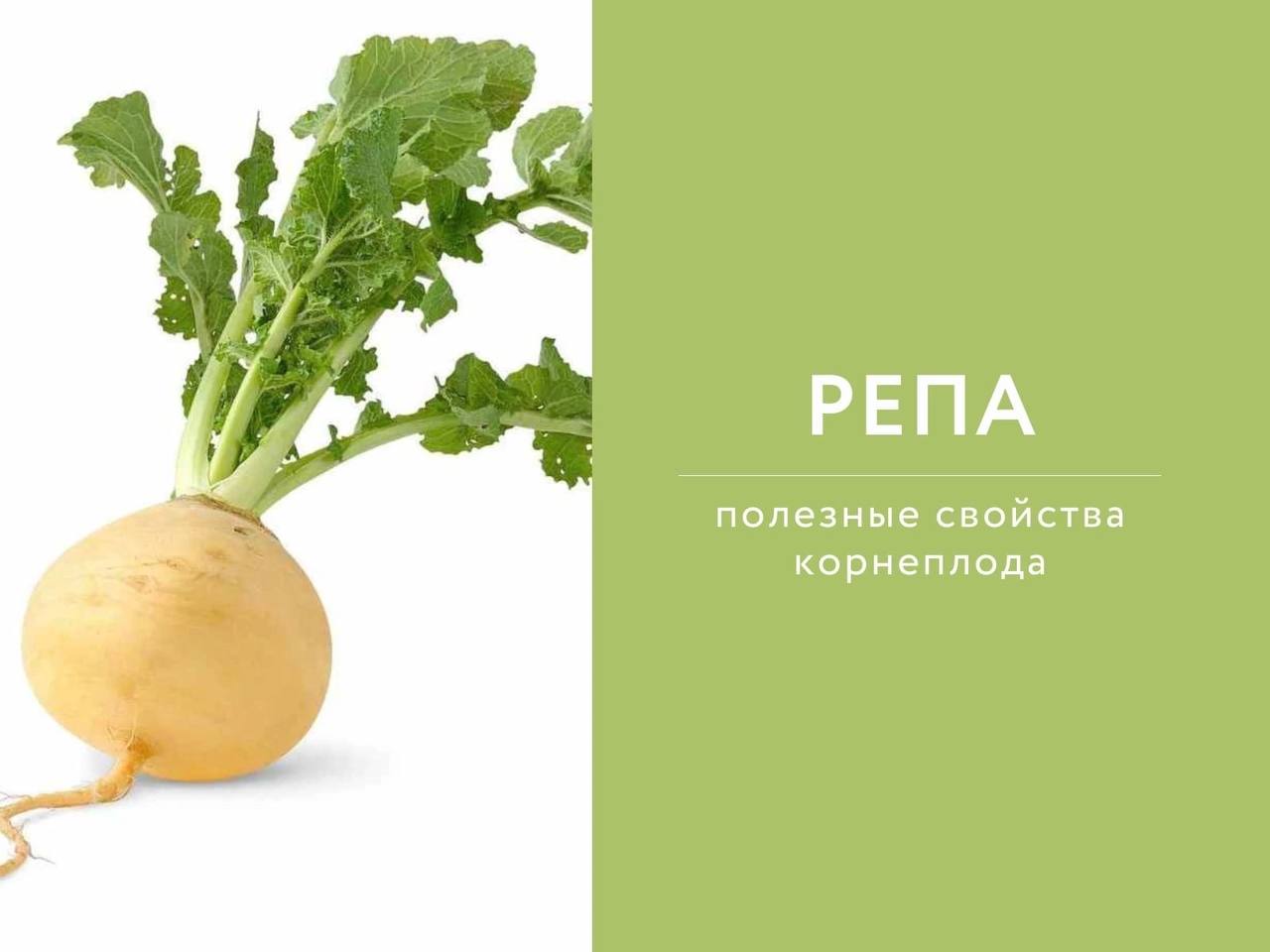 Репа это лук. Репа. Репа на белом фоне. Репа что содержит. Схожее с репой название
