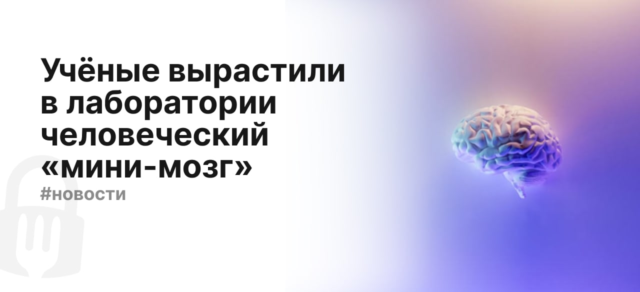 установите последовательность этапов транспорта кислорода от легких до клеток головного мозга