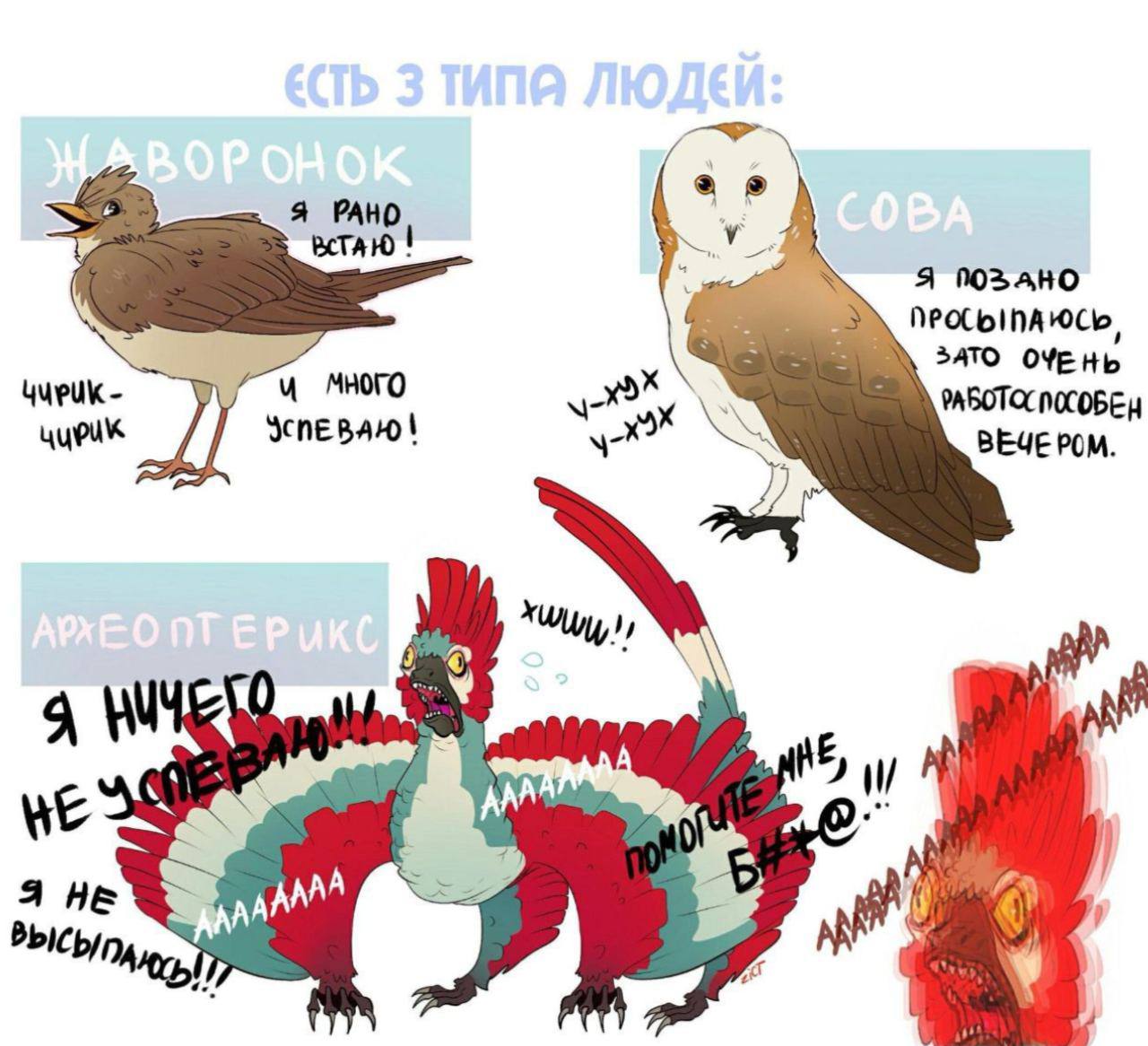 Гибрид совы и жаворонка