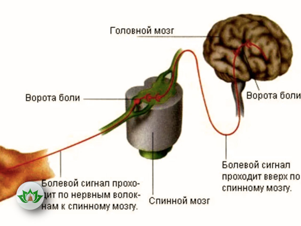 Почему нат. Передача нервного импульса в мозг. Передача нервного импульса в головной мозг. Путь передачи от рецепторов в головной мозг. Болевые рецепторы в мозге.